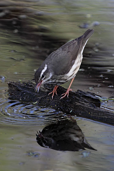 Louisiana Waterthrush © Russ Chantler